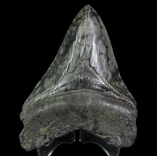 Serrated, Fossil Megalodon Tooth #64555